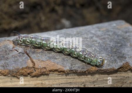 Pine hawk-moth, Sphinx pinastri, pine hawk-moth Stock Photo