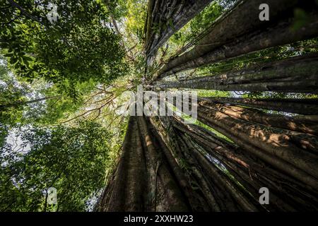 Hanging roots of a giant strangler fig (Ficus americana), looking upwards, in the rainforest, Corcovado National Park, Osa, Puntarena Province, Costa Stock Photo