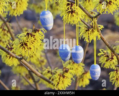 Easter shrub Hamamelis, hamamelis shrub in easter time 10 Stock Photo