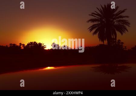 Date palms with sunset in Morocco Stock Photo