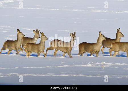 Many Roe deer run over a meadow in winter. Roe deer on the run in winter Stock Photo