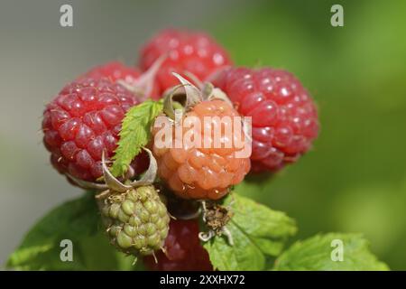 Fresh red raspberry on a shrub. Ripe raspberries on a shrub Stock Photo