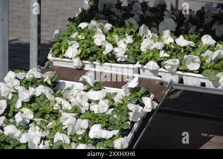 Pansy, pansy Stock Photo