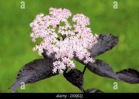 Elder flower 22 Stock Photo