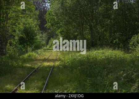 Old railway tracks going through a green forest Stock Photo