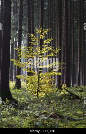 Colourful autumn forest in Bavaria Stock Photo