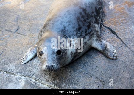 Cute Gray Seal pup out of the water looking up at camera, Halichoerus grypus Stock Photo