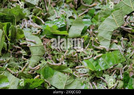 Silkworms at the Mulberry Organic Farm sericulture project, Phonsavan,  Xieng Khouang, Laos Stock Photo