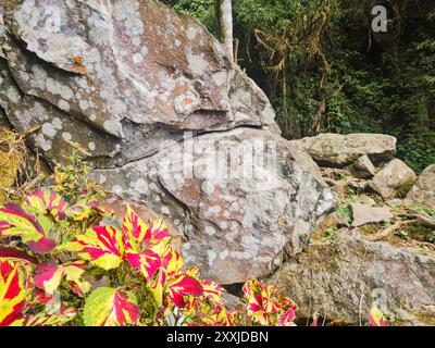 vief of detailed rock stone with some white mold stain,and red yellow leaves in front of it. natural scene and background. Stock Photo