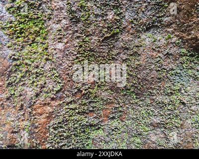 close up view of yellowish moss on the rock, natural rock texture and pattern image. Grunge texture Stock Photo