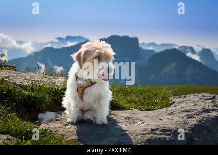 Hiking in the mountains for relax an enjoy the nature. Share the wiht my dog make it a unique experience Stock Photo
