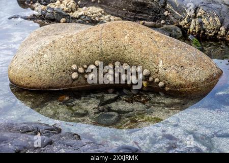 Limpets on a rock at low tide, at Porth Ledden on the Cornish coast Stock Photo