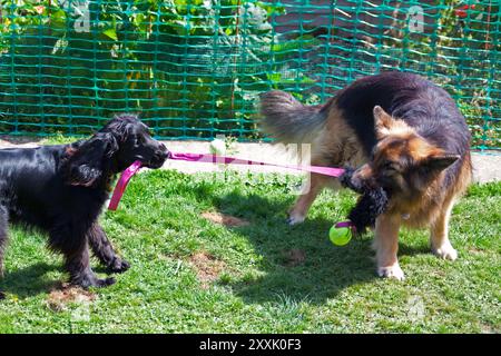 German Shepherd and Cocker Spaniel Playing tug of war in the back garden somerset england uk Stock Photo
