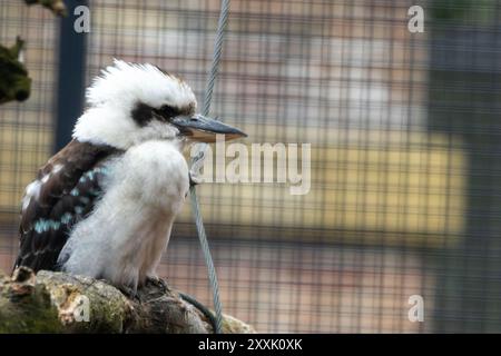 A laughing kookaburra perched on a branch. This iconic bird feeds on insects, small mammals, and reptiles. Stock Photo