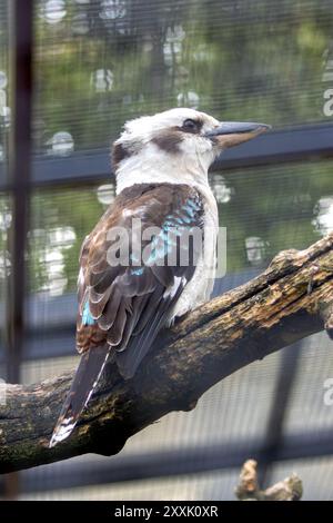 A laughing kookaburra perched on a branch. This iconic bird feeds on insects, small mammals, and reptiles. Stock Photo