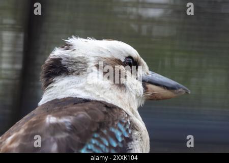 A laughing kookaburra perched on a branch. This iconic bird feeds on insects, small mammals, and reptiles. Stock Photo