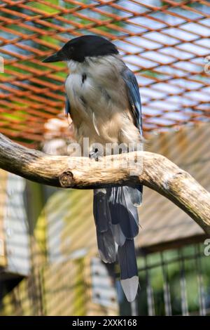 An azure-winged magpie perched in a tree. This social bird feeds on insects, fruits, seeds, and small vertebrates. Stock Photo