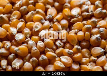 close-up of many dried corn kernels in a pile Stock Photo
