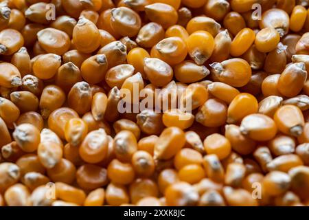 close-up of many dried corn kernels in a pile Stock Photo