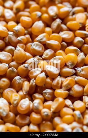 close-up of many dried corn kernels in a pile Stock Photo