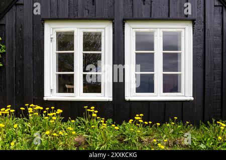 Black wooden facade of residential building with white windows frames and yellow flowers below, traditional Icelandic turf house in Skogar, Iceland Stock Photo