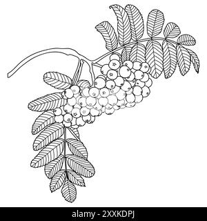 Outline rowan tree branch with berries, vector illustration. Rowanberry coloring book page. Stock Vector