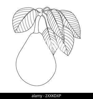 Outline pear, vector illustration. Pear tree branch with fruit and leaves, coloring book page. Healthy nutrition, diet, organic, vegan food. Stock Vector