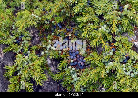 Common juniper (Juniperus communis) with its berries Stock Photo