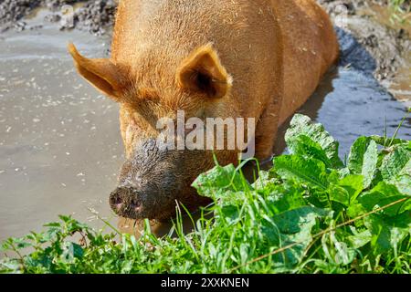 Tamworth rare breed sow pig wallowing in mud Stock Photo