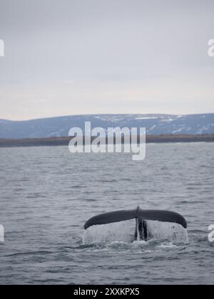 Grey whale tail fin flukes in air before deep dive Stock Photo - Alamy
