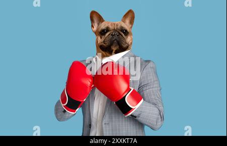 French Bulldog Dressed In Suit Wearing Red Boxing Gloves Stock Photo