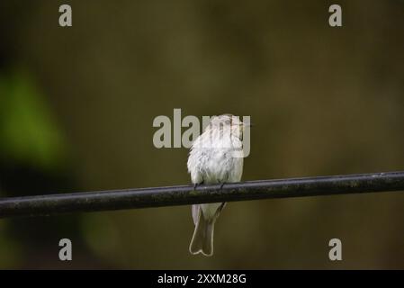 Centre-Foreground Image of a Spotted Flycatcher (Musicata striata) Perched on a Horizontal Rail in Welsh Woodland, UK in Summer Stock Photo
