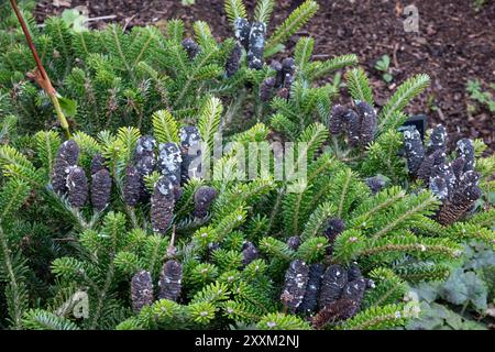 Abies koreana, Korean Fir Stock Photo