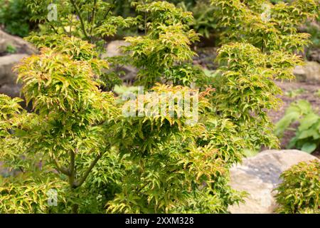 Acer palmatum 'Shishigashira', Japanese Maple Stock Photo