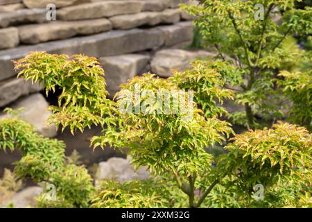 Acer palmatum 'Shishigashira', Japanese Maple Stock Photo