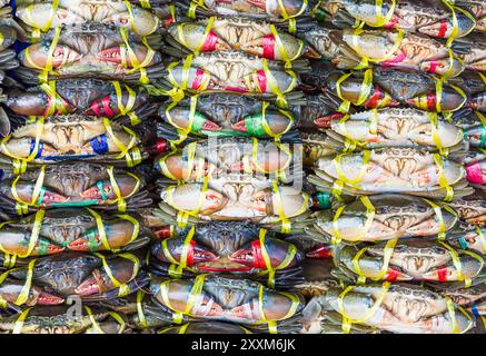 Black Crab or Serrated Mud Crab in fresh market Stock Photo