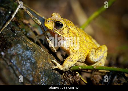 Gold Toad Duttaphrynus melanostictus also Asian common or black-spined toad, Black-spectacled or Common Sunda toad and Javanese toad, yellow frog wide Stock Photo