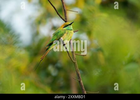 Asian green bee-eater Merops orientalis also Little green bee-eater, bird in Sri Lanka widely distributed across Asia from coastal southern Iran east Stock Photo
