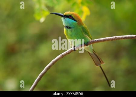 Asian green bee-eater Merops orientalis also Little green bee-eater, bird in Sri Lanka widely distributed across Asia from coastal southern Iran east Stock Photo