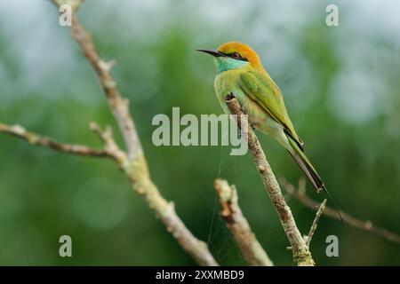Asian green bee-eater Merops orientalis also Little green bee-eater, bird in Sri Lanka widely distributed across Asia from coastal southern Iran east Stock Photo