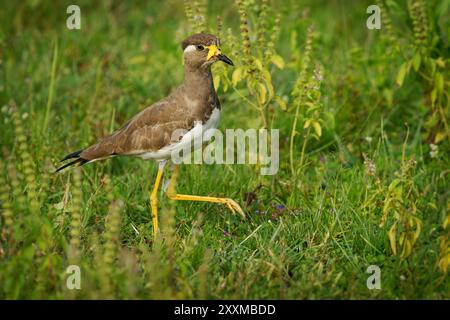 Yellow-wattled Lapwing Vanellus malabaricus bird endemic to the Indian Subcontinent, dry plains of peninsular India, dull grey brown with a black cap, Stock Photo