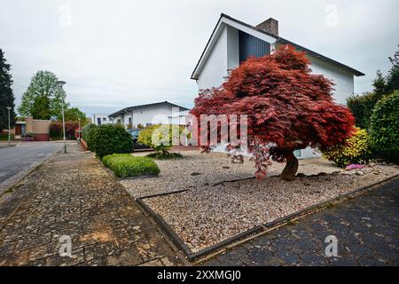 Limburg, Netherlands - April 10, 2024: Beautiful Japanese Red Maple in Sweikhuizen neighborhood, Sittard Geleen Stock Photo