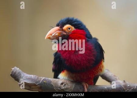 Bearded barbet lybius dubius, tropical bird from West Africa sitting on branch Stock Photo