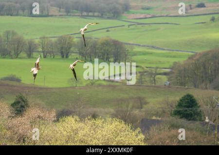 A trio of Red kite (Milvus milvus) souring over a feeding station in Castle Douglas Scotland UK. April 2024 Stock Photo