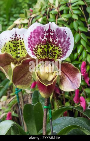 Close up Paphiopedilum of Orchid flower, or Lady slipper orchid flower Stock Photo