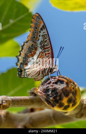 A butterfly Charaxes jasius, two-tailed Pasha, is feeding on a very ripe fig on the tree Stock Photo