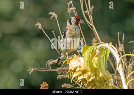 European goldfinch (Carduelis carduelis) sitting on withered sunflower, Wilhelmsburg, Hamburg, Germany Stock Photo