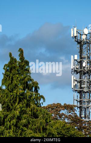 Forest Of Trees And Telephone Communication Mast Against Blue Sky With No People Stock Photo