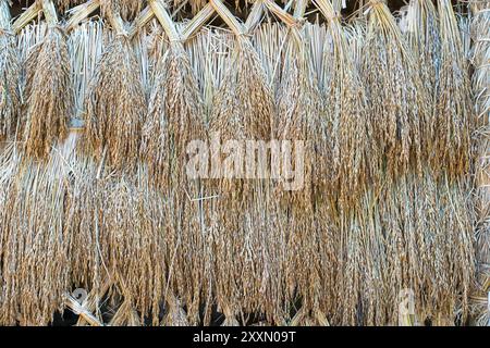 Dry Padding Rice Dry paddy rice seeds mass product from Thailand,Ears of paddy rice ...
