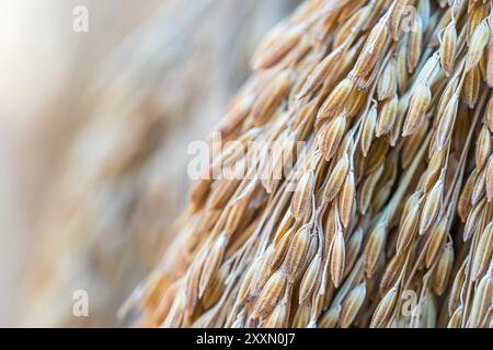Dry Padding Rice Dry paddy rice seeds mass product from Thailand,Ears of paddy rice ...